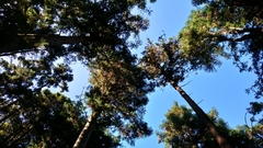 Cryptomeria japonica