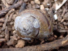 Helminthoglypta tudiculata