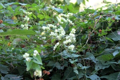 Antigonon flavescens