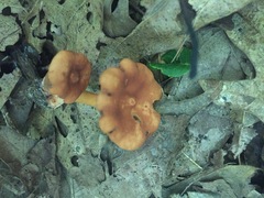 Lactarius subserifluus