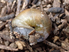 Helminthoglypta tudiculata