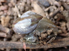 Helminthoglypta tudiculata