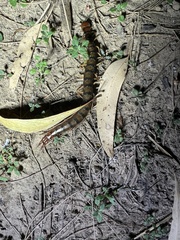 Cormocephalus