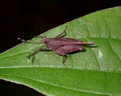 Phaesticus mellerborgi