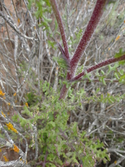 Senecio elegans