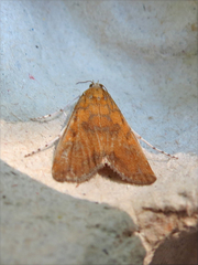 Elophila gyralis