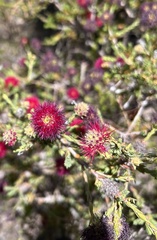 Melaleuca purpurea
