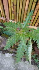 Cirsium arisanense