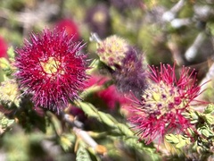 Melaleuca purpurea