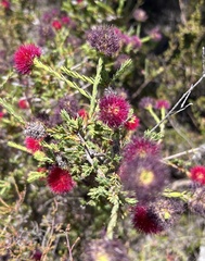 Melaleuca purpurea