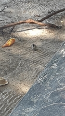 Passer montanus malaccensis