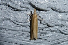 Bactra noteraula