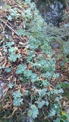 Sedum palmeri