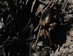 Parasesarma erythodactylum