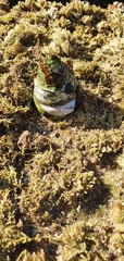 Astralium tentoriiforme