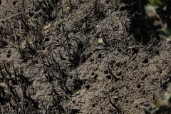 Parasesarma erythodactylum