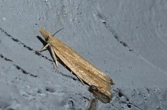 Bactra noteraula