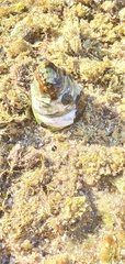 Astralium tentoriiforme