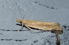 Bactra noteraula