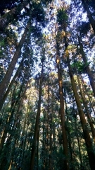 Chamaecyparis formosensis