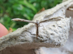 Hellinsia inquinatus