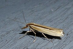 Orocrambus ramosellus