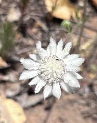 Actinotus leucocephalus
