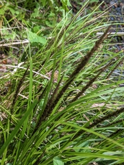 Carex uncinata