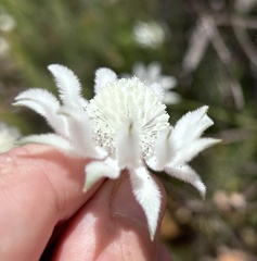 Actinotus leucocephalus