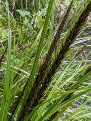Carex uncinata
