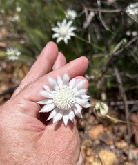 Actinotus leucocephalus