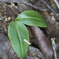 Chiloglottis cornuta