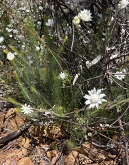 Actinotus leucocephalus