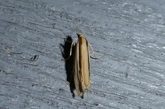 Orocrambus ramosellus