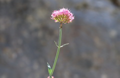 Centranthus