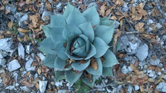 Agave ovatifolia