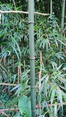 Chimonobambusa quadrangularis