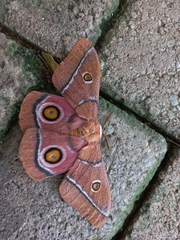 Gonimbrasia belina