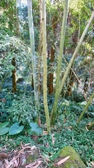 Chimonobambusa quadrangularis