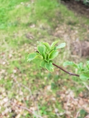 Sambucus cerulea