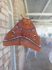 Gonimbrasia belina
