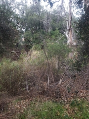 Sambucus cerulea