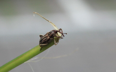 Rhabdoscelus lineaticollis