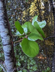 Ileostylus micranthus