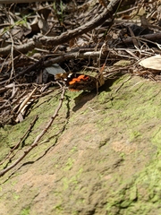 Vanessa indica indica