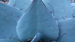 Agave ovatifolia