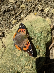 Vanessa indica indica