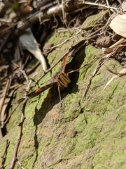 Vanessa indica indica