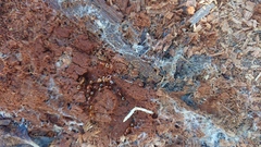 Notoncus spinisquamis