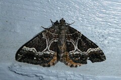 Hydriomena deltoidata